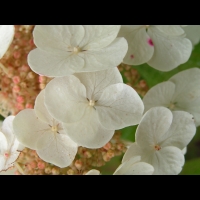Hydrangea quercifolia 'Snow Queen' (4)